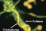 BIOFUNGISIDA DAN  PUPUK BIOLOGIS ( JAMUR TRICHODERMA SP )