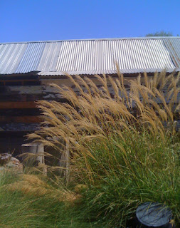 Miscanthus sinensis