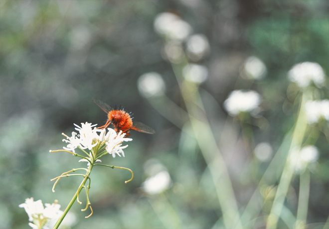 The Flying Clubhouse: Mesa Verde - fuzzy bee butt