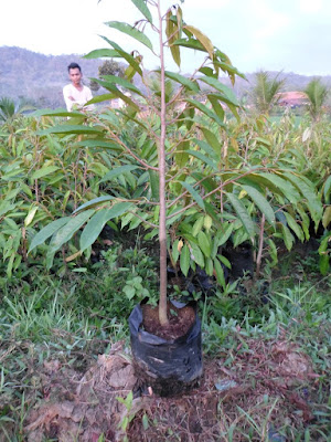 bibit durian montong,bibit durian montong super,bibit durian montong banyumas,bibit durian,montong di bogor,bibit durian montong bawor,bibit durian montong di medan,bibit durian montong di malang,bibit durian montong malang,bibit durian montong pendek,bibit durian montong jogja,bibit durian montong merah,bibit durian montong asli,ciri bibit durian montong asli,jual bibit durian montong asli,harga bibit durian montong aslijual bibit durian montong di aceh,agen bibit durian montong