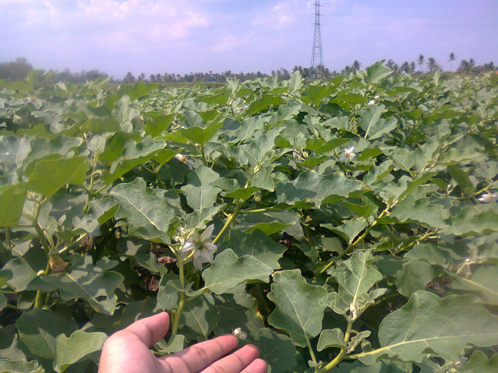 Foto Tanaman TERONG yang Sudah Buah Guru Ilmuan