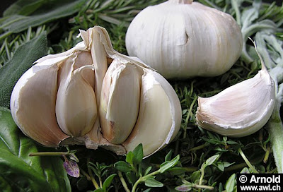 Garlic source Antibiotics
