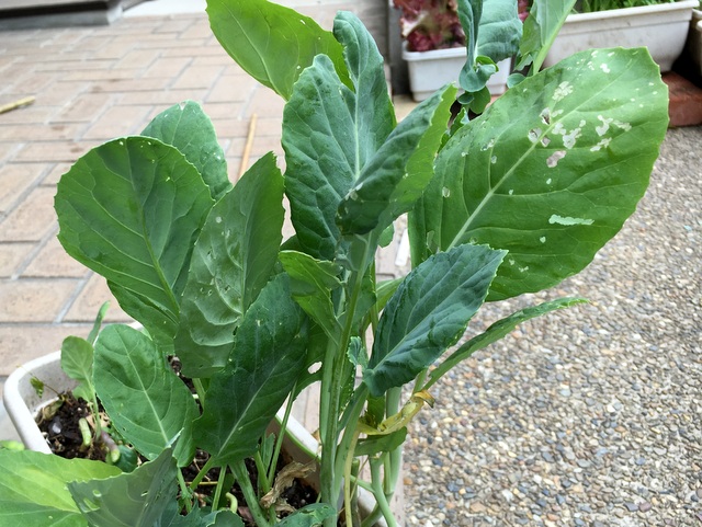 山とランニングの日記 週末ハーブ エスニック 野菜炒め