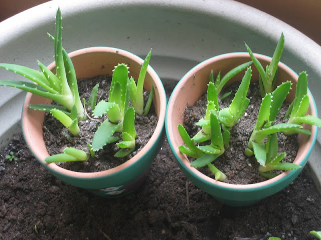 How to grow Aloe vera from seed