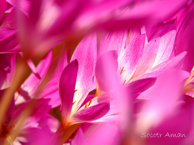 Colchicum autumnale