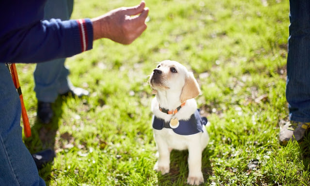 tips that makes your dog smarter and obedient