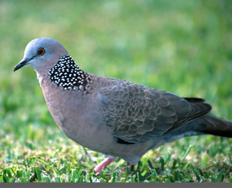 burung perkutut 