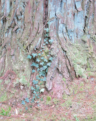 English ivy climbing a tree