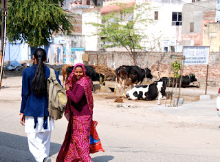 Streets of Jaipur Cows India