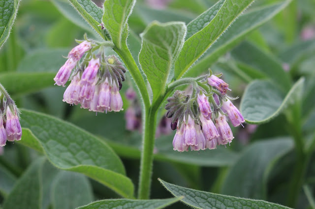 Russian comfrey aka Symphytum x uplandicum