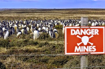 Ladang Ranjau Jadi Habitat Jutaan Penguin