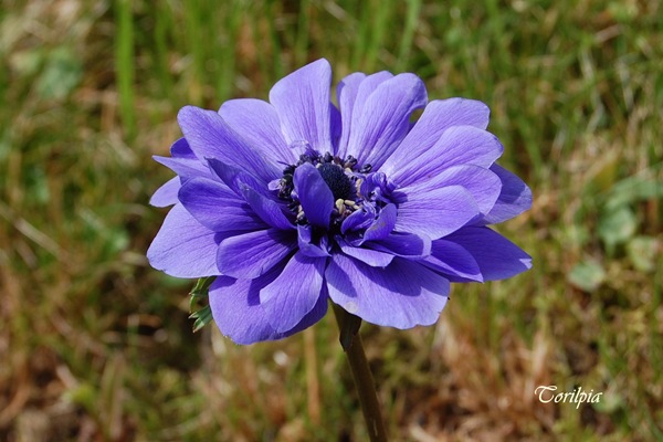 Blå blomst