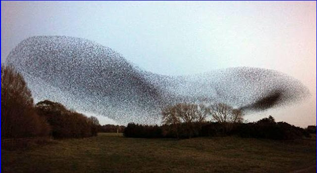 Birds Air Show in Scotland..