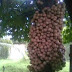 Harga buah kepel/burabol/burahol