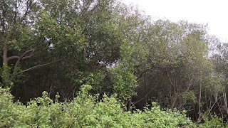 Hutan Mangrove Mangunharjo, Mangkang, Semarang