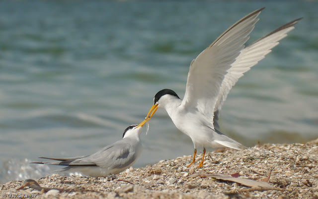 Bird Feeding Fish