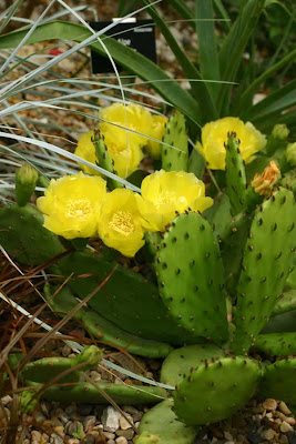 Opimtia humifusa