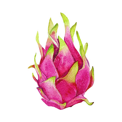 Pencil Sketch and Free Cartoon Images of Dragon Fruit