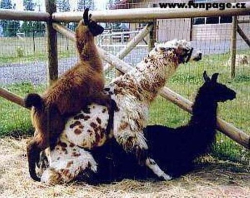 sexo grupal (8)