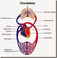 sistema cardiovascolare