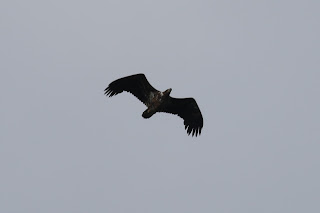 Immature White-tailed Eagle