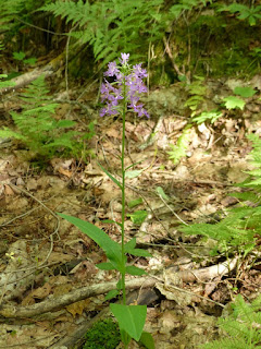 Platanthère papillon - Habénaire papillon - Platanthera psycodes - Habenaria psycodes