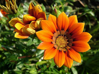 ginger flower