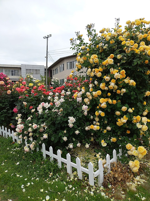 【寝屋川市】ネヤガワドライビングスクールの薔薇の花
