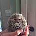 This Little Hedgehog Wants to be Left Alone