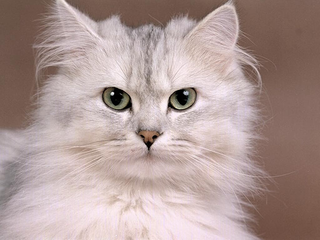 Koleksi Gambar Dan Foto Kucing Lucu Imut Menggemaskan Gokil Abis