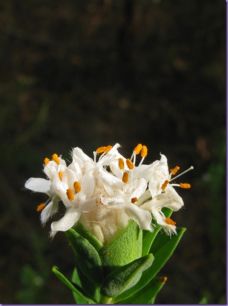 rice-flower-crop-web