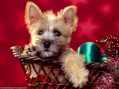 Christmas Dogs  wallpapers