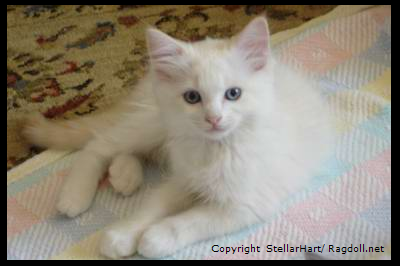 Ragdoll cats pictures
