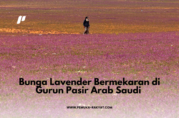 Bunga Lavender Bermekaran di Gurun Pasir Arab Saudi