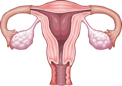 miyomektomi uterus