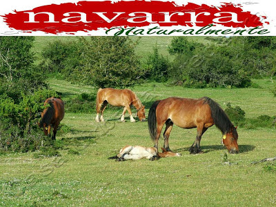 Casa Rural Urbasa Urederra os ofrece la mejor estancia para vuestra visita a navarra Naturalmente y poder disfrutar del nacedero del Río Urederra y EL Parque natural de Urbasa y disfrutaaaaaaaar  de toda la naturaleza de Navarra. http://nacedero-rio-urederra.blogspot.com.es/