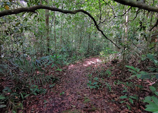 Indonesia, Borneo, Parque Nacional Tanjung Puting.