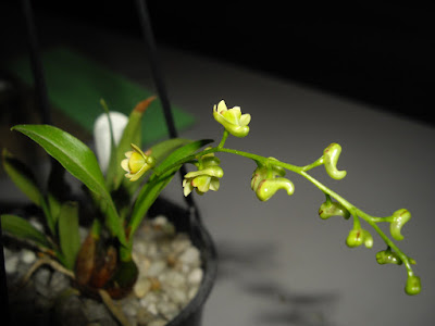 Dendrobium schneiderae care and culture