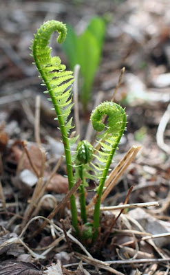 Fern. 