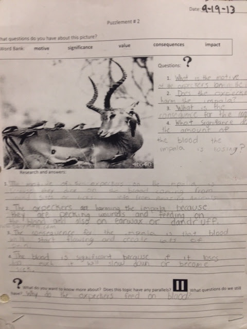 Students had to figure out what the relationship was between the oxpeckers and the impala.  How did this impact the impala?