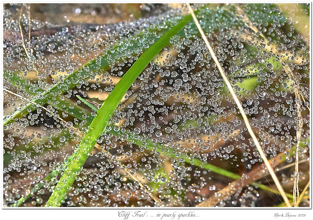 Cliff Trail: ... in pearly sparkles...