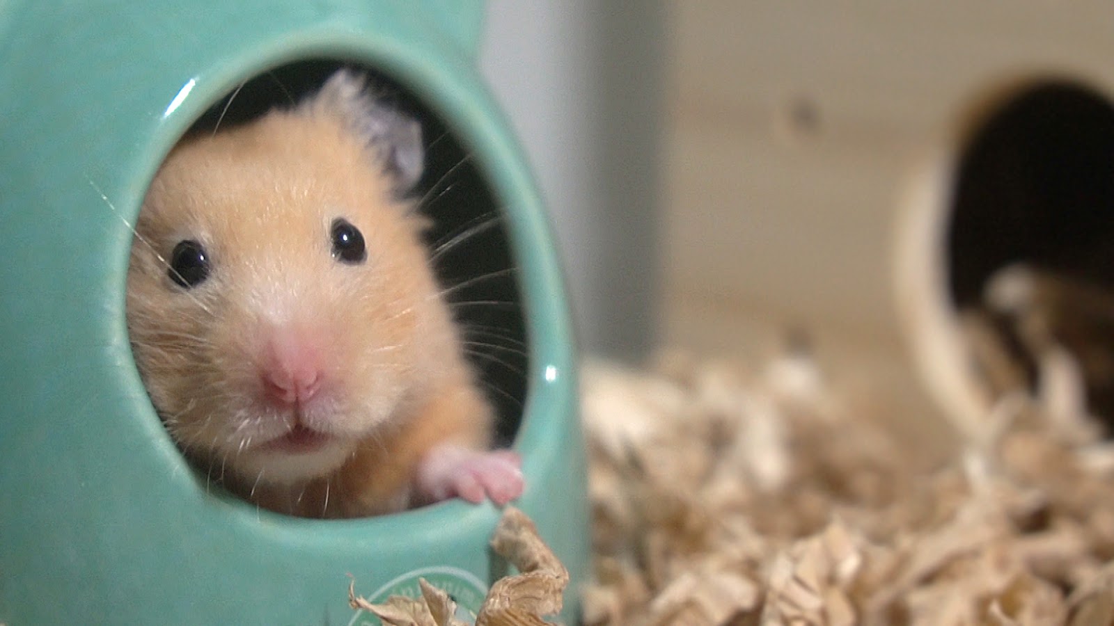 ハムスター飼ってる人に100の質問 やってみたよ とらこの写真館 ハムスター飼ってる人に100の質問 やってみたよ とらこの写真館