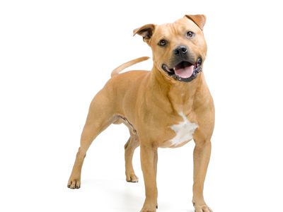How to Choose Pet Insurance