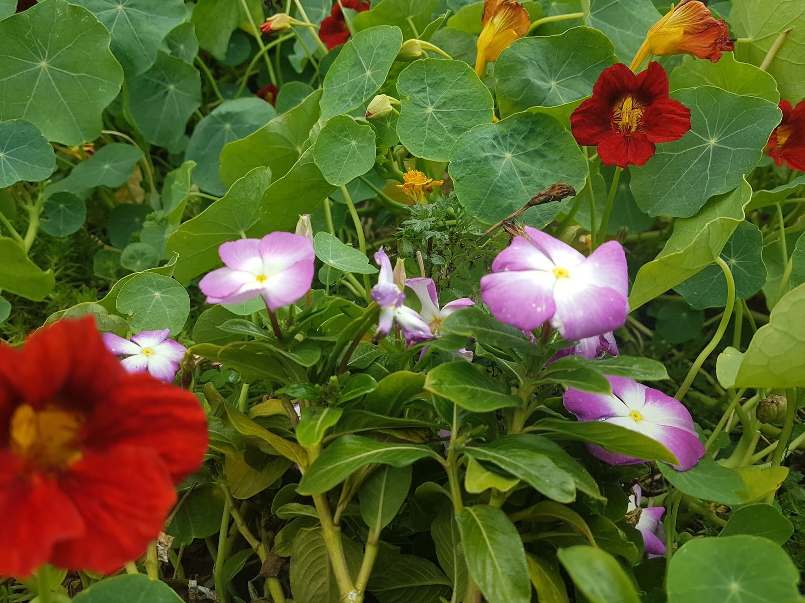 Petunia bicolor