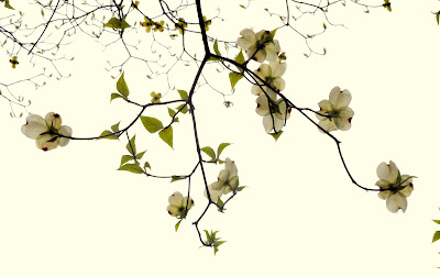 Dogwood (Copyright © 2013 Anne Guérard Coletta)