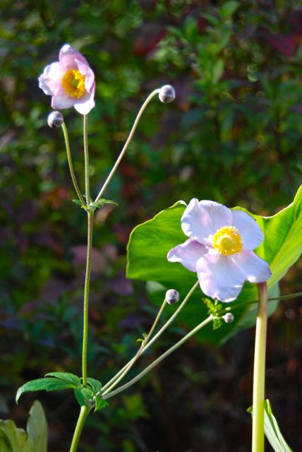 A few Japanese Anemones still blooming on the Front Walk.