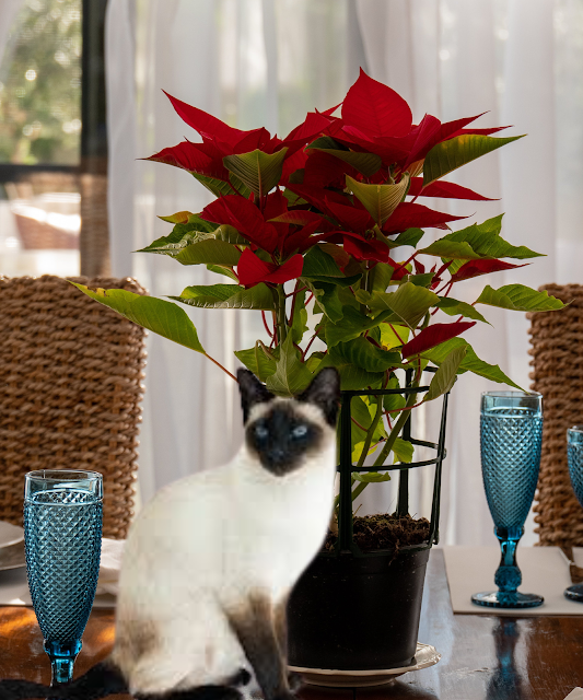 Are Poinsettias Poisonous to Cats? Vet Insight