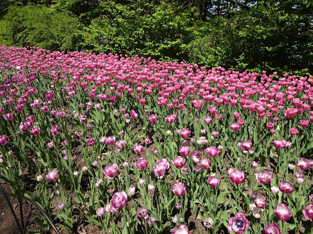 Festival de Tulipas (maio em Ottawa - Canadá)