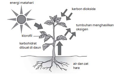 Proses fotosintesisi