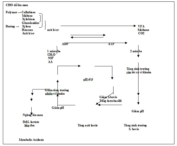 Sơ đồ 2: Tóm tắt diễn biến của acidosis lâm sàng của bò (theo RAGFAR)